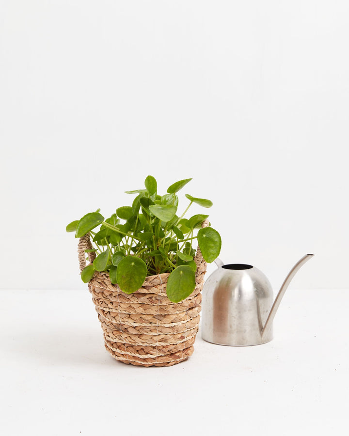 Chinese Money Plant (Pilea peperomioides) in woven basket - Lush round green coin-shaped leaves, trendy easy care houseplant