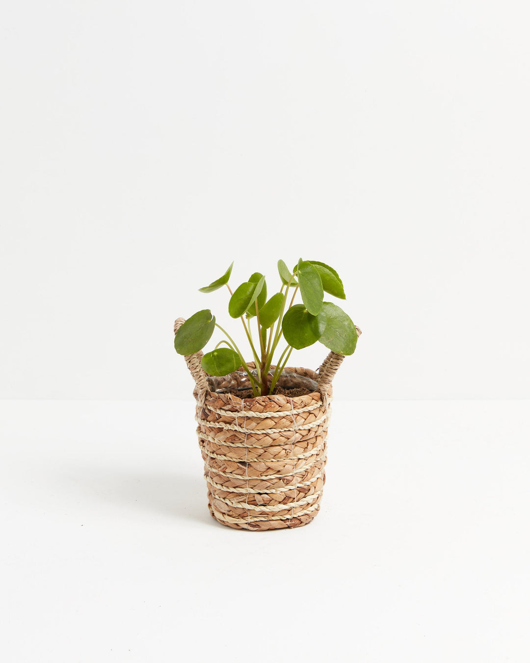 Chinese Money Plant (Pilea peperomioides) in woven basket - Lush round green coin-shaped leaves, trendy easy care houseplant