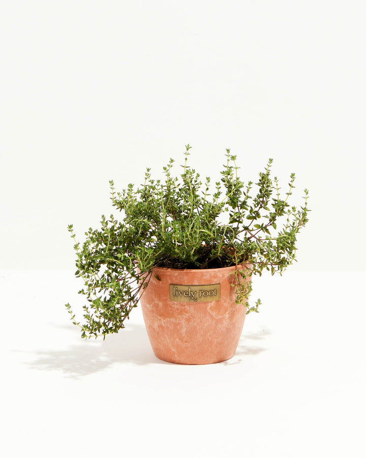 French Thyme