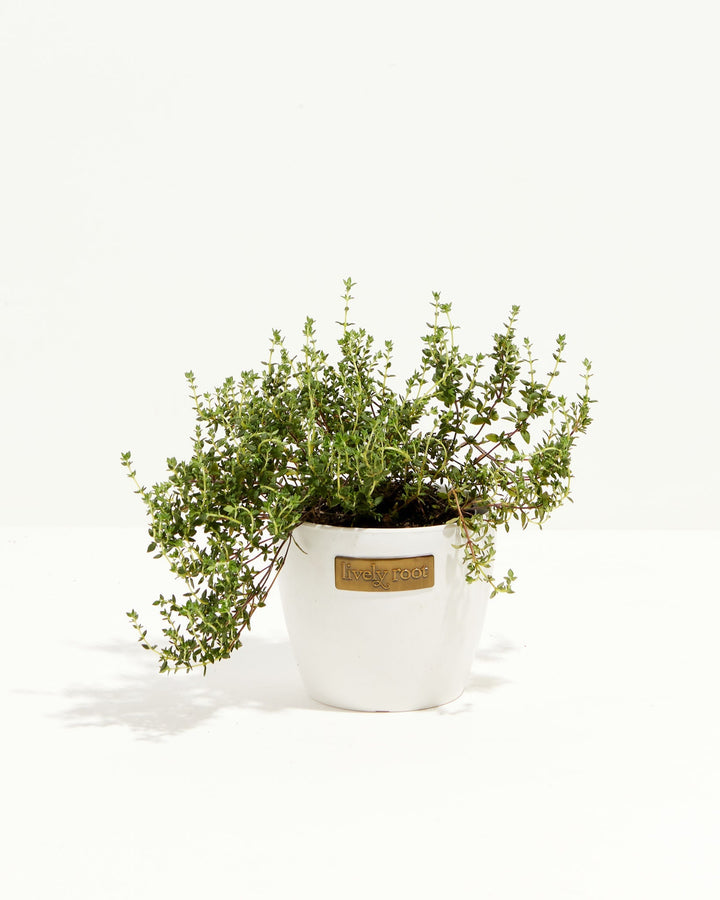 French Thyme