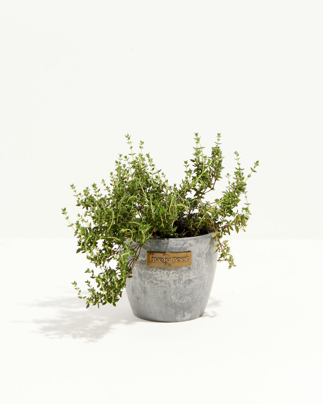 French Thyme