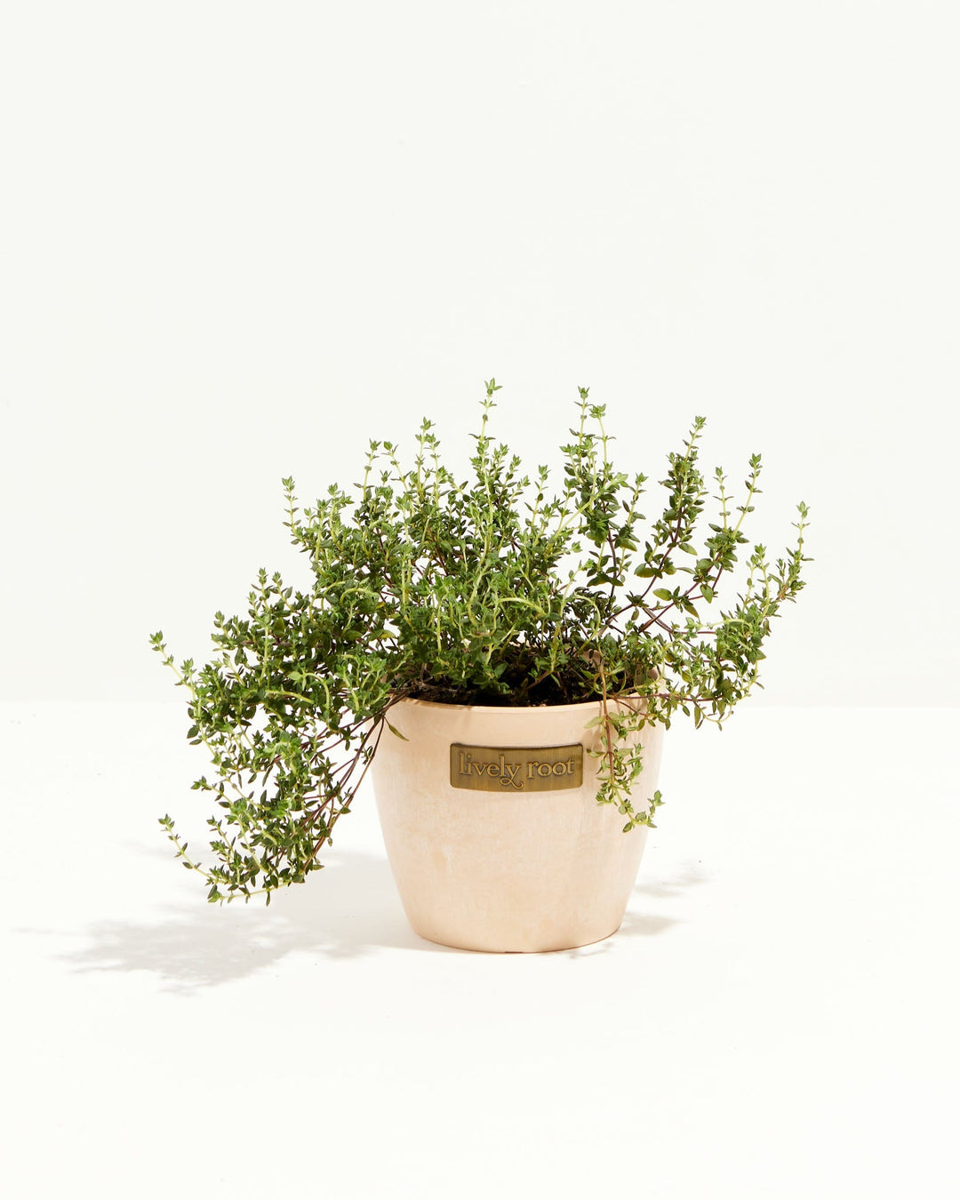 French Thyme