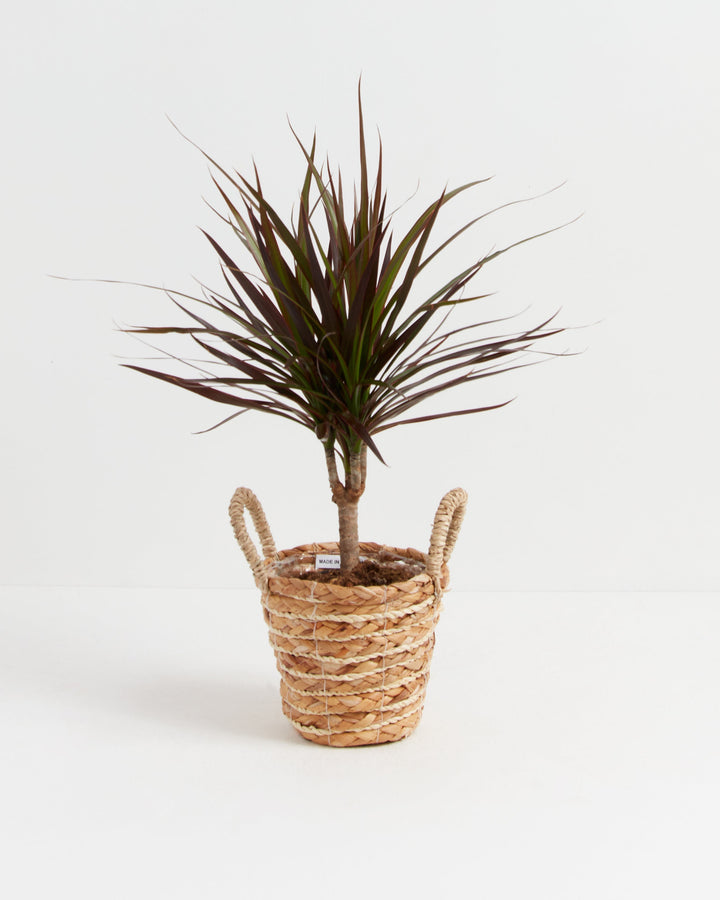 Magenta Cane Dragon Tree (Dracaena)