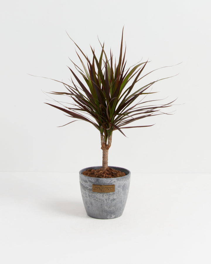 Magenta Cane Dragon Tree (Dracaena)