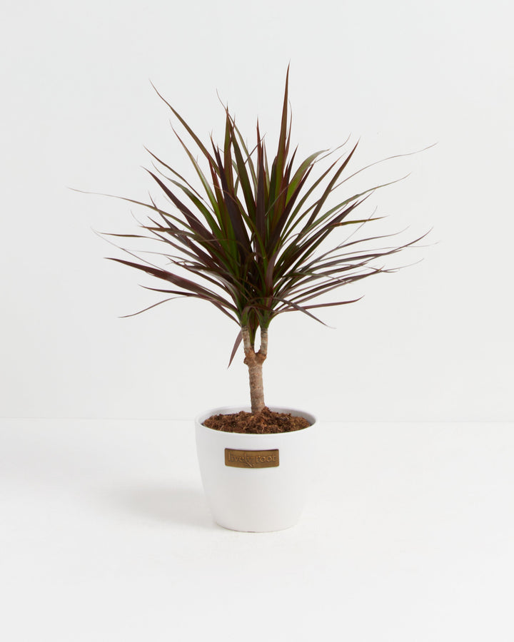 Magenta Cane Dragon Tree (Dracaena)