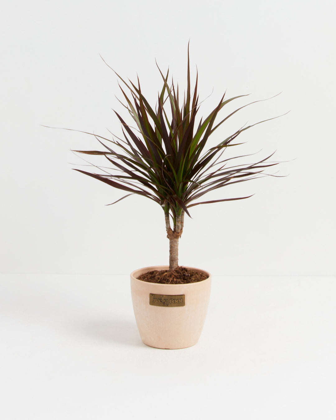 Magenta Cane Dragon Tree (Dracaena)