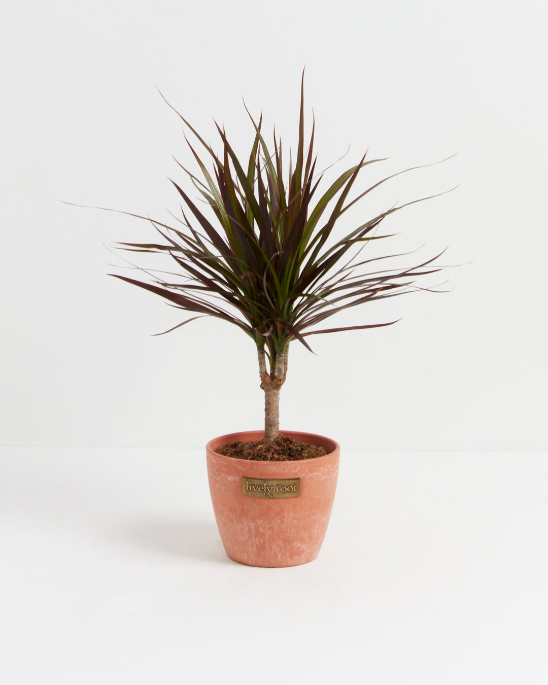 Magenta Cane Dragon Tree (Dracaena)