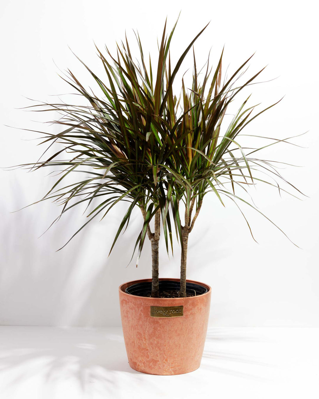 Magenta Cane Dragon Tree (Dracaena)