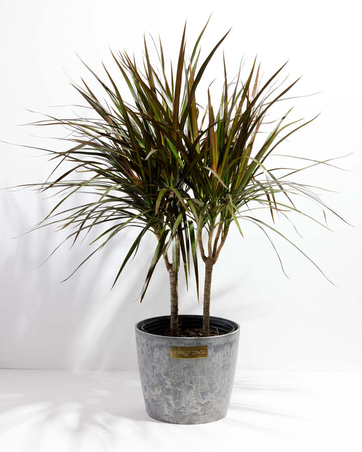 Magenta Cane Dragon Tree (Dracaena)