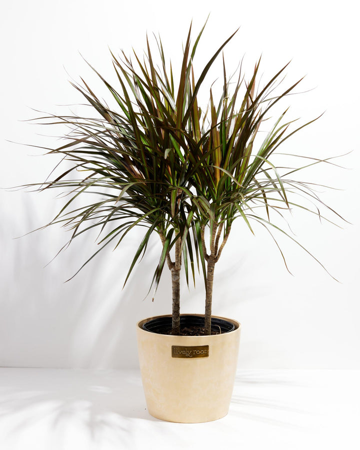 Magenta Cane Dragon Tree (Dracaena)