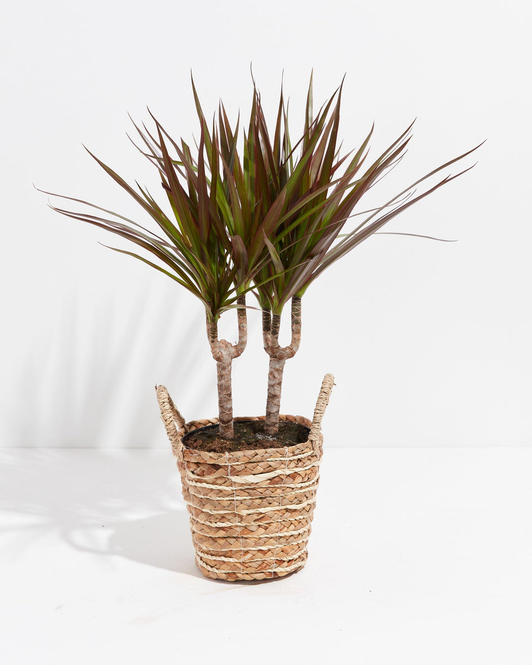 Magenta Cane Dragon Tree (Dracaena)