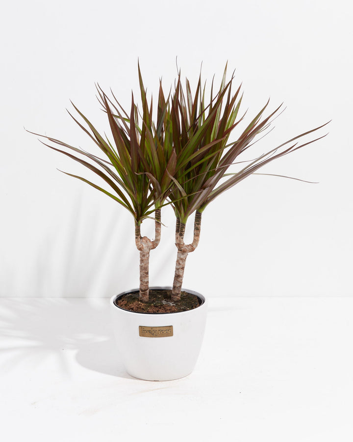 Magenta Cane Dragon Tree (Dracaena)