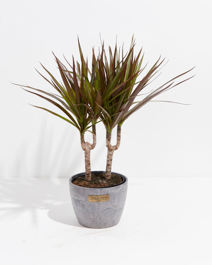 Magenta Cane Dragon Tree (Dracaena)