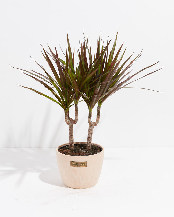 Magenta Cane Dragon Tree (Dracaena)