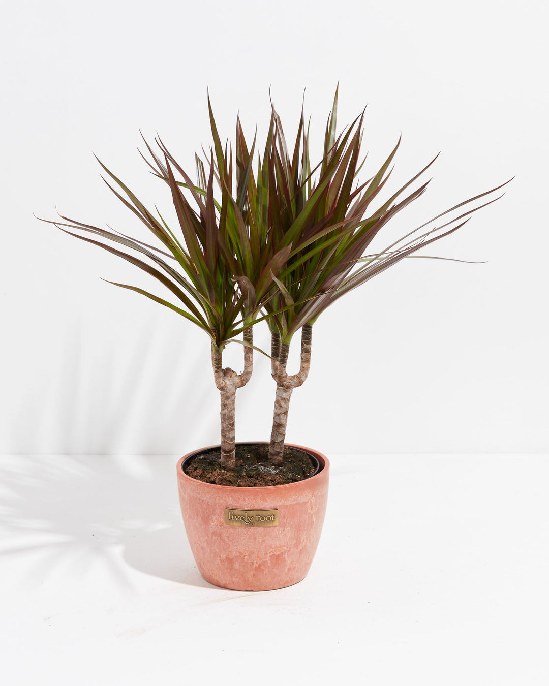 Magenta Cane Dragon Tree (Dracaena)