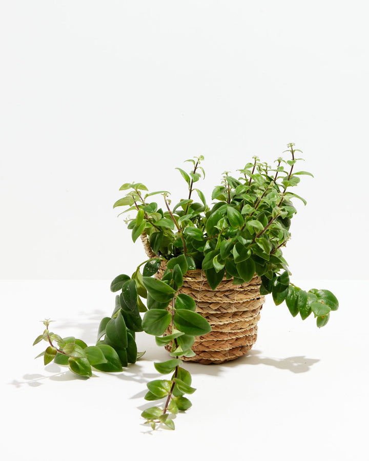 Lipstick Plant (Aeschynanthus radicans) in a woven seagrass basket with full green foliage and long trailing vines cascading to the ground