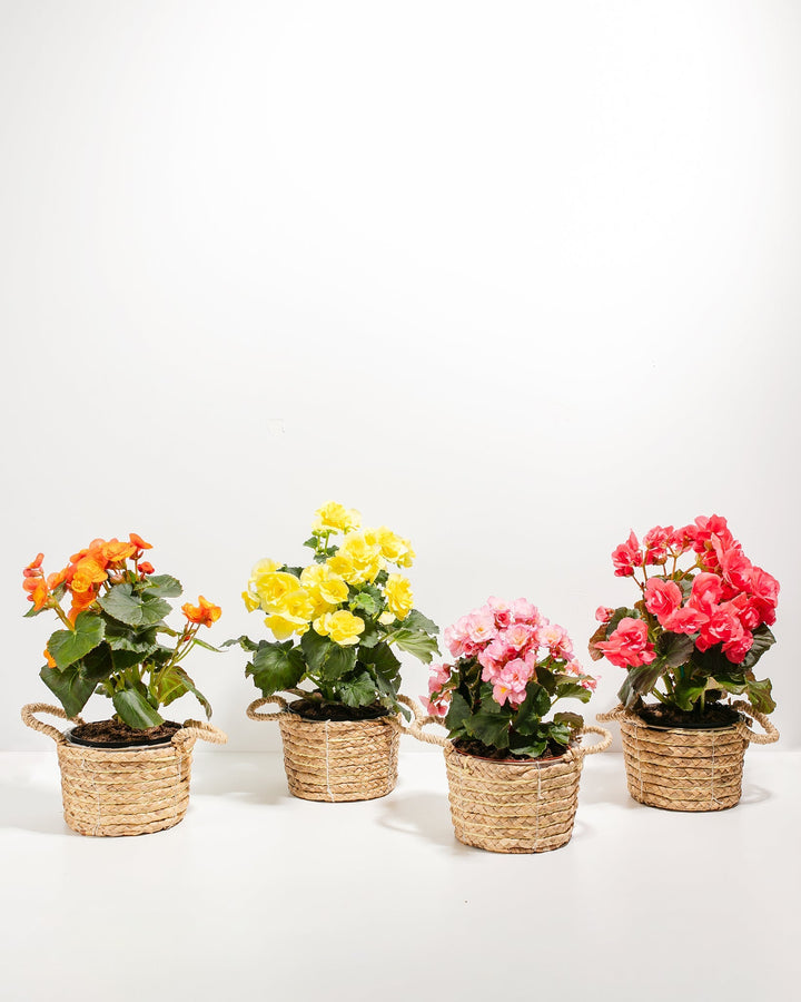Blooming Double Begonia Collection