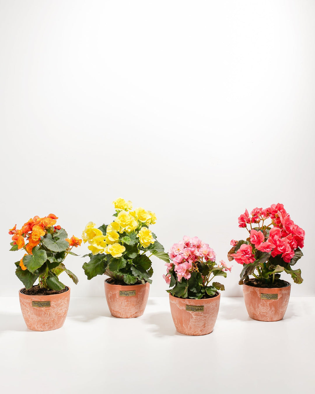 Blooming Double Begonia Collection