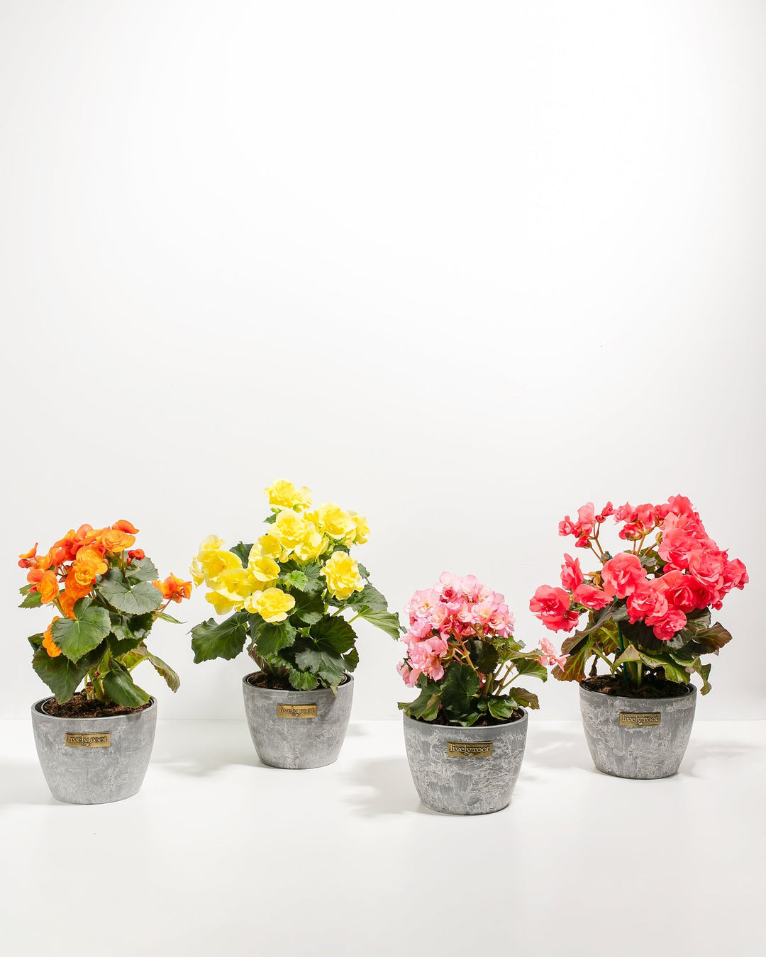Blooming Double Begonia Collection