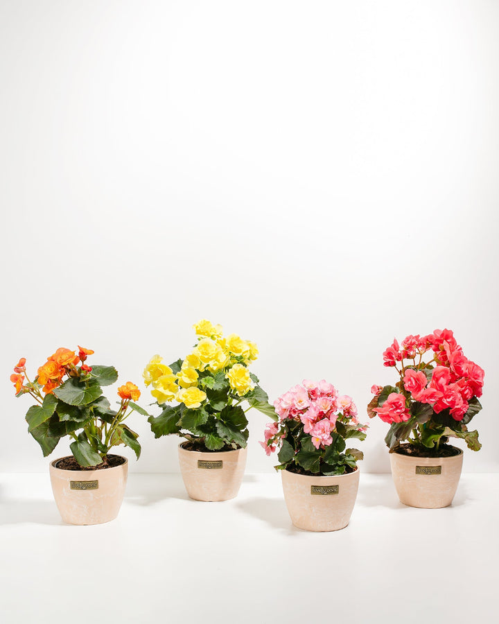 Blooming Double Begonia Collection