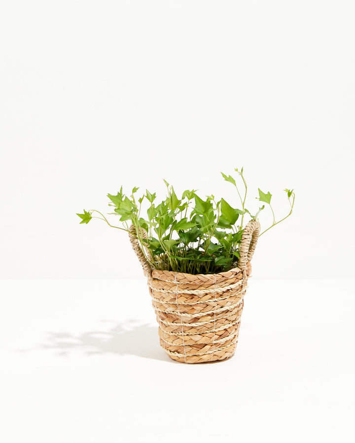 Hedera Ivy Needlepoint