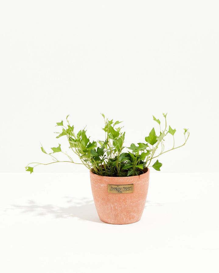 Hedera Ivy Needlepoint