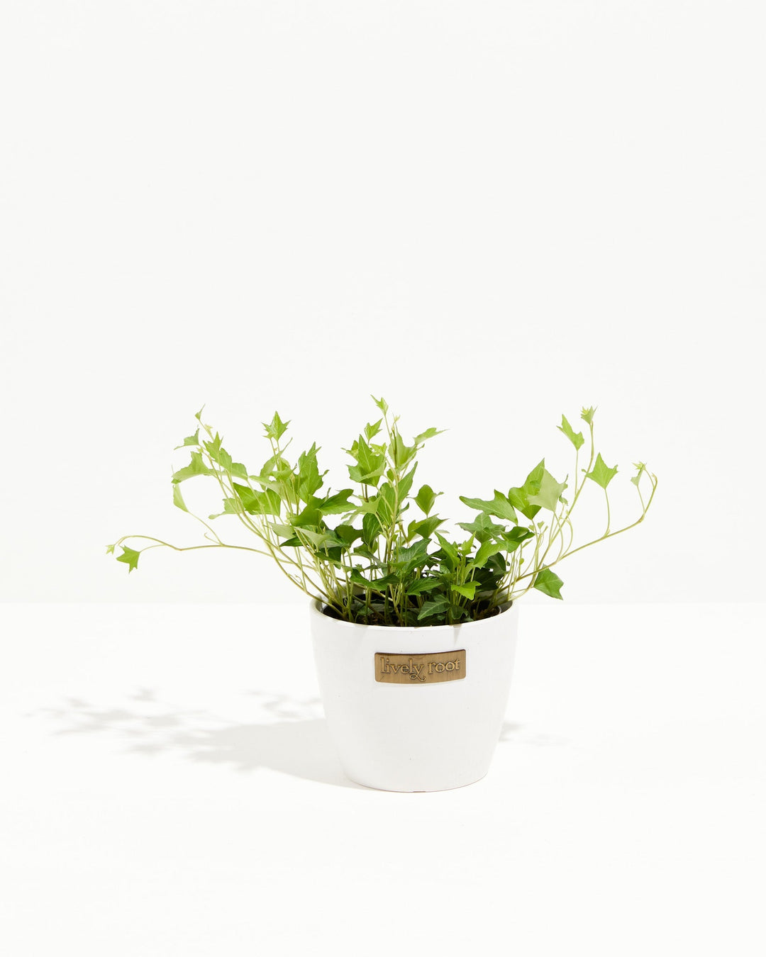 Hedera Ivy Needlepoint