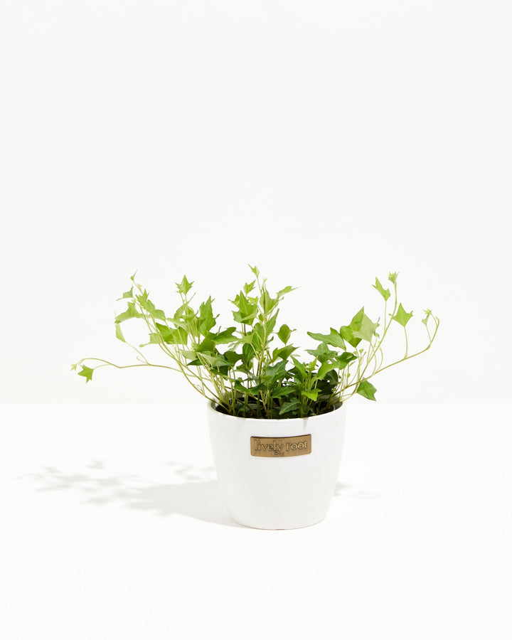 Hedera Ivy Needlepoint