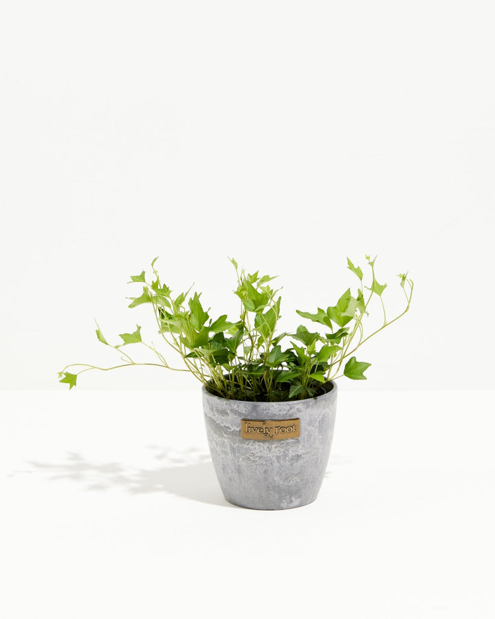 Hedera Ivy Needlepoint