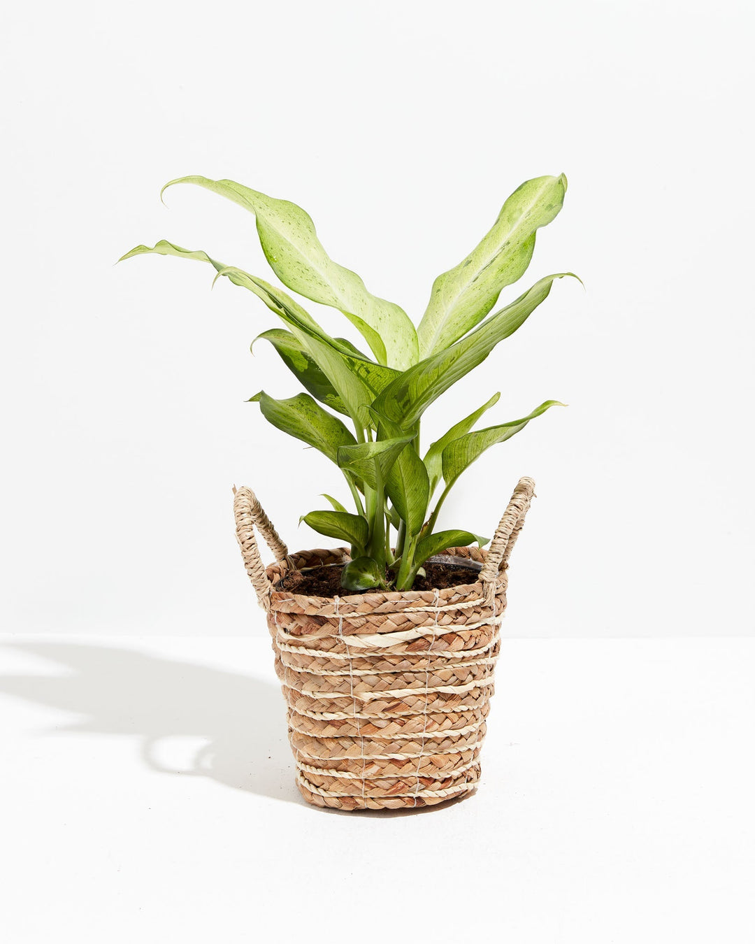 Dieffenbachia Camouflage