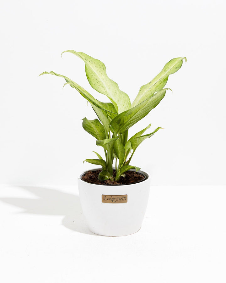 Dieffenbachia Camouflage