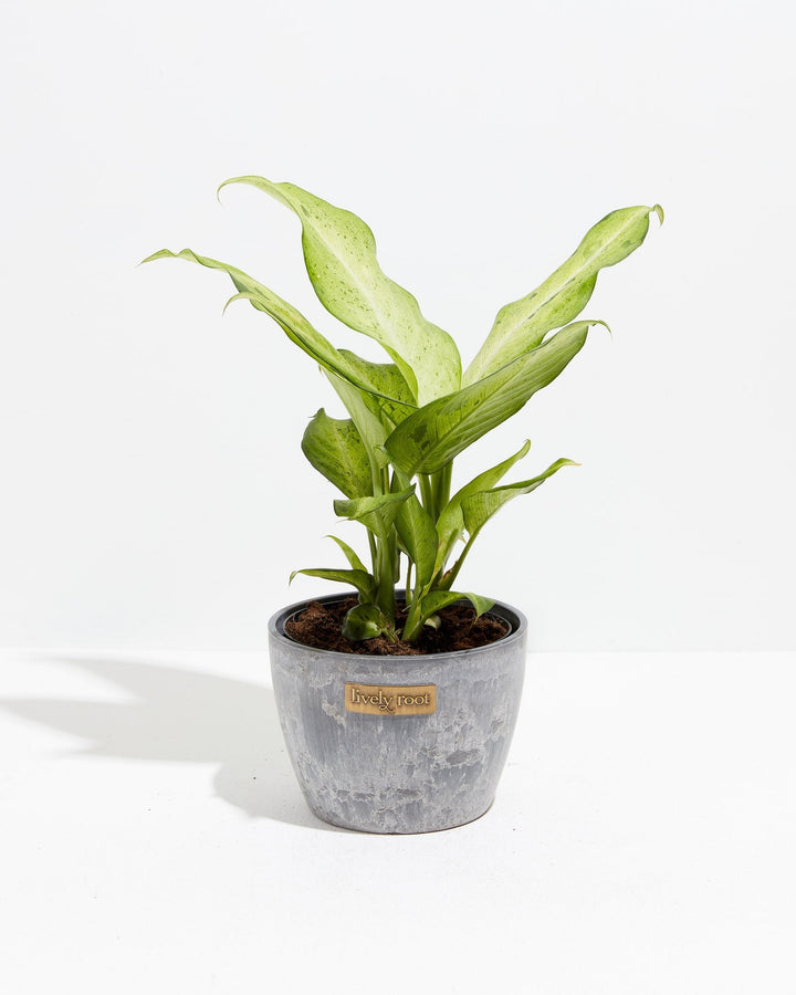 Dieffenbachia Camouflage