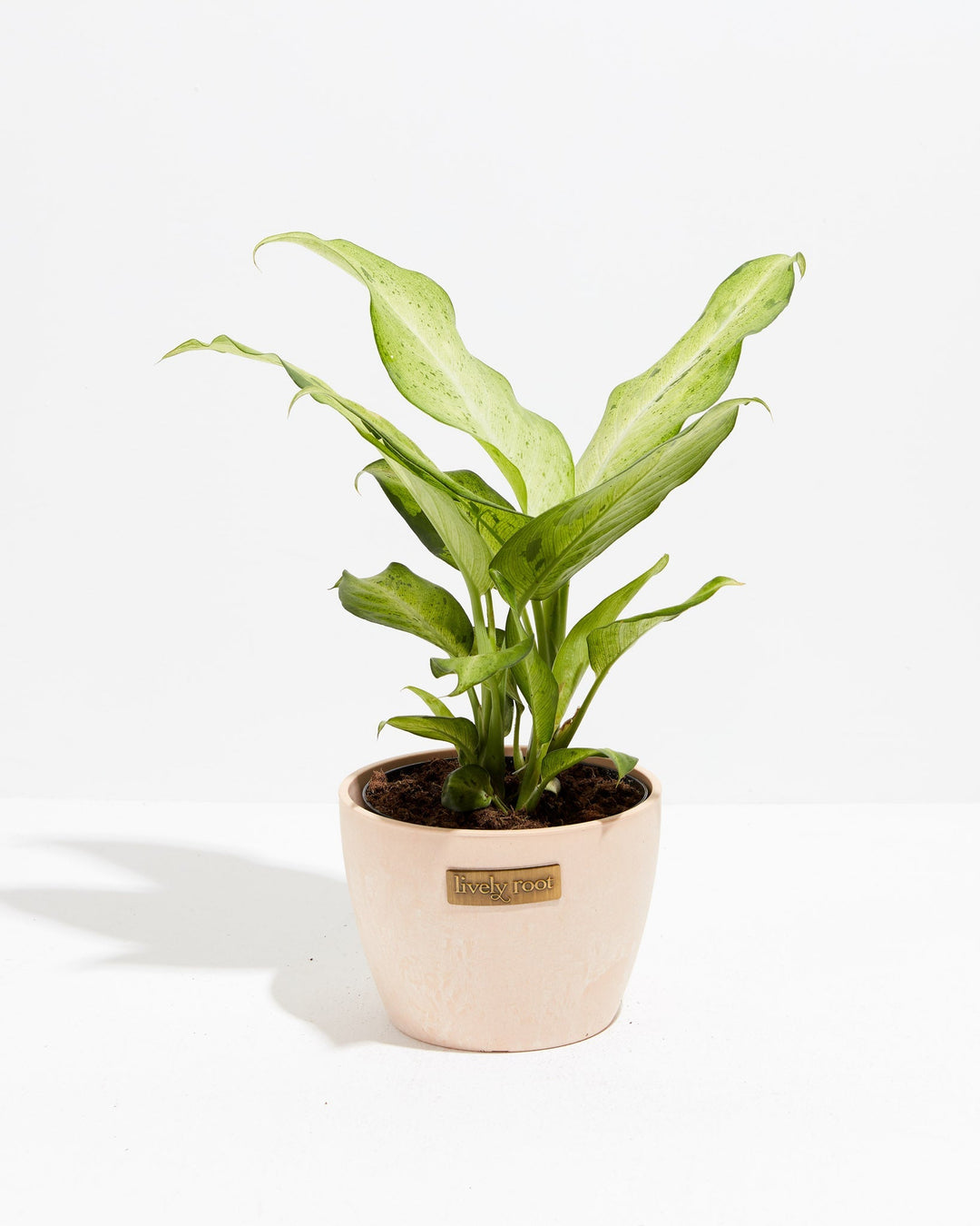 Dieffenbachia Camouflage