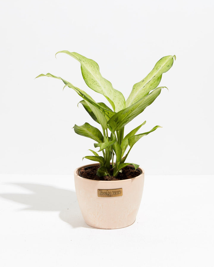Dieffenbachia Camouflage