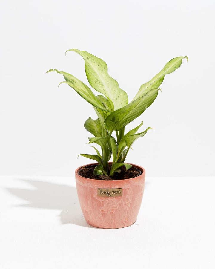 Dieffenbachia Camouflage