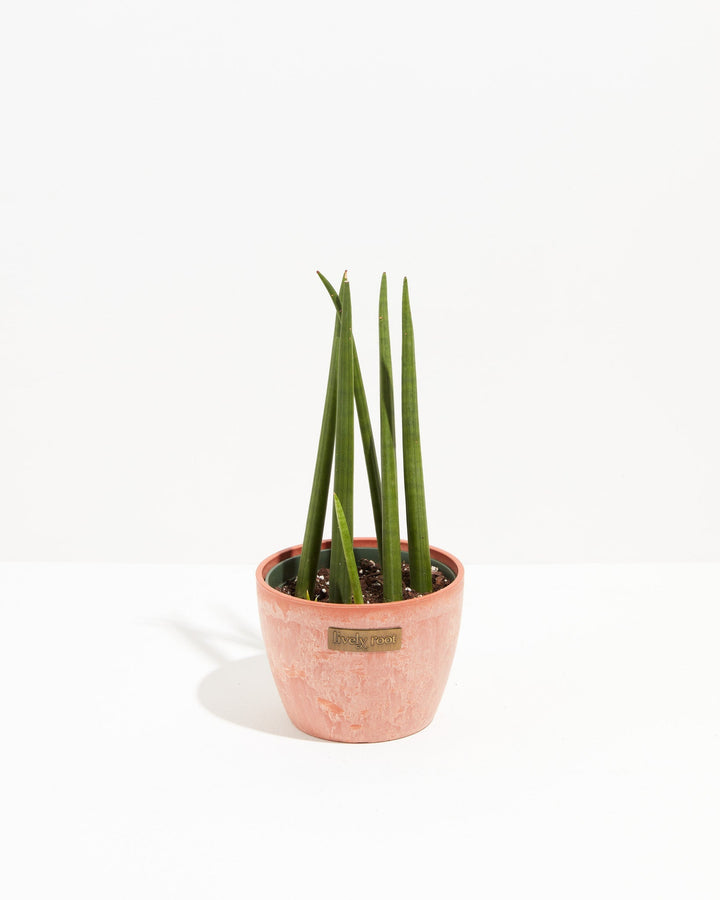Sansevieria Cylindrica