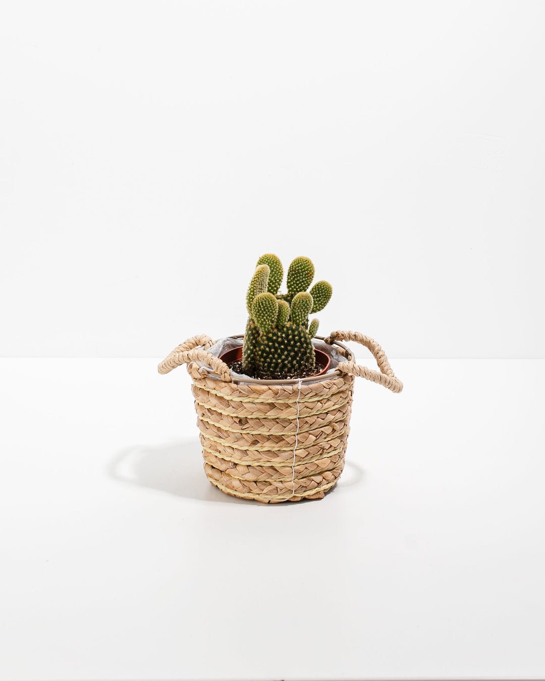Bunny Ear Cactus