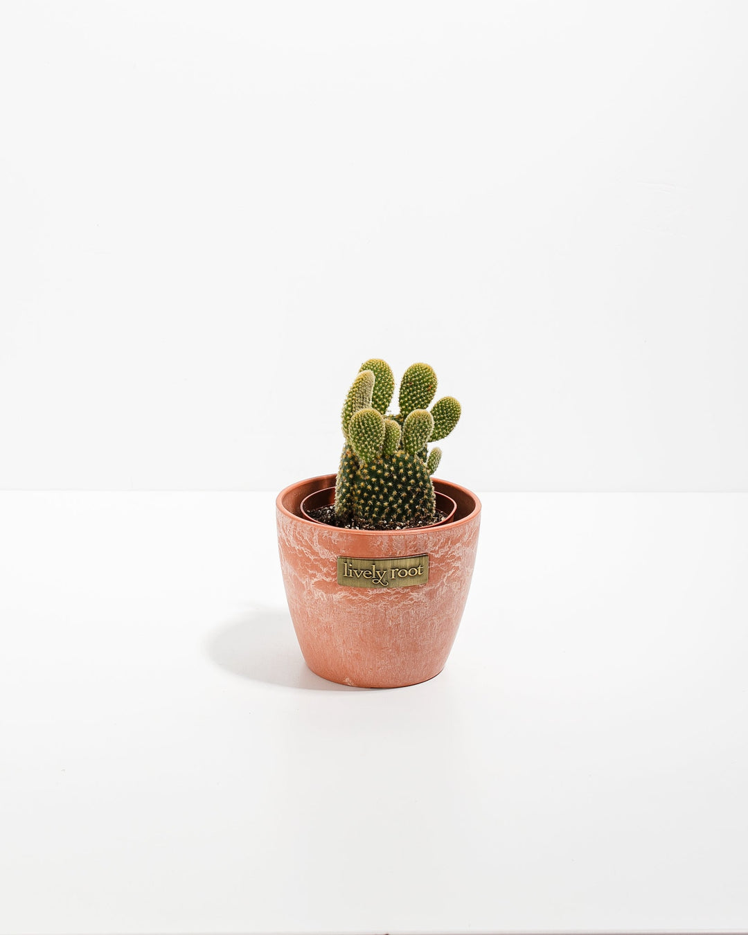Bunny Ear Cactus