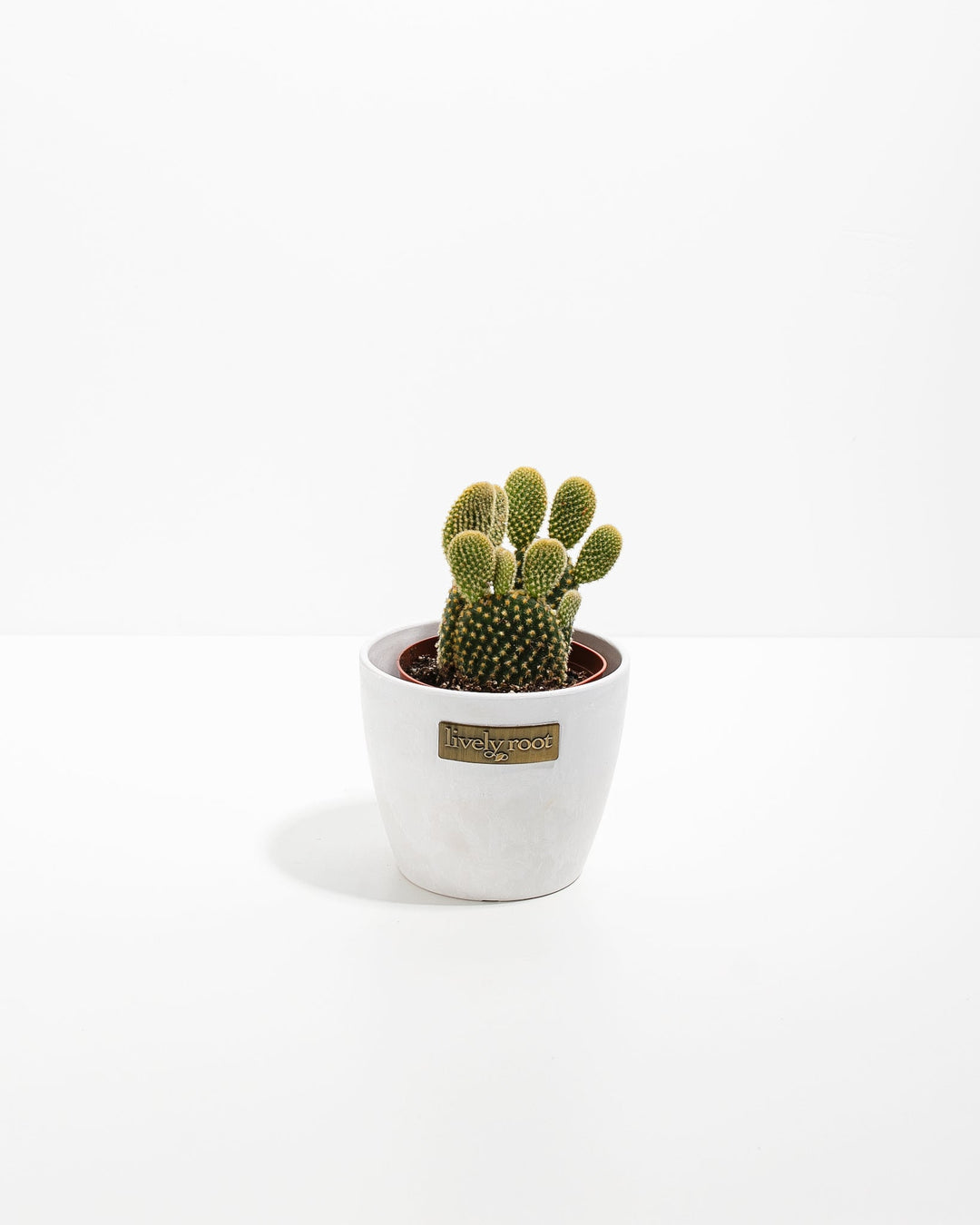 Bunny Ear Cactus