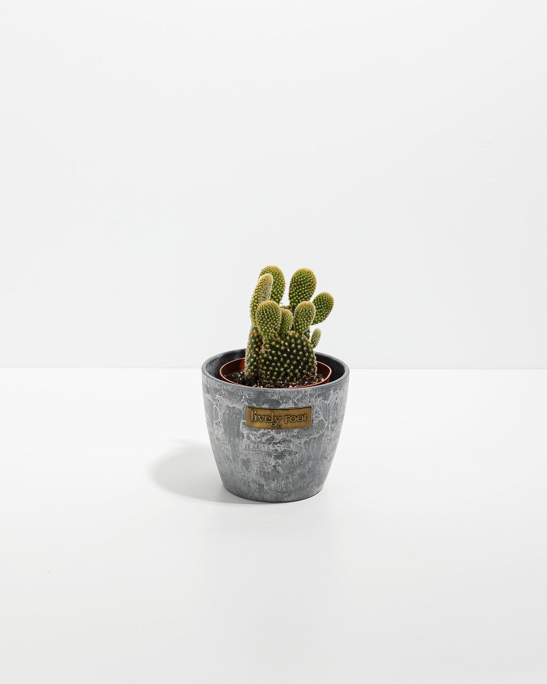 Bunny Ear Cactus