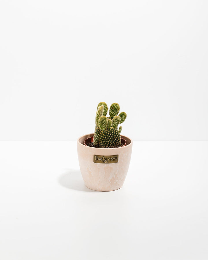 Bunny Ear Cactus