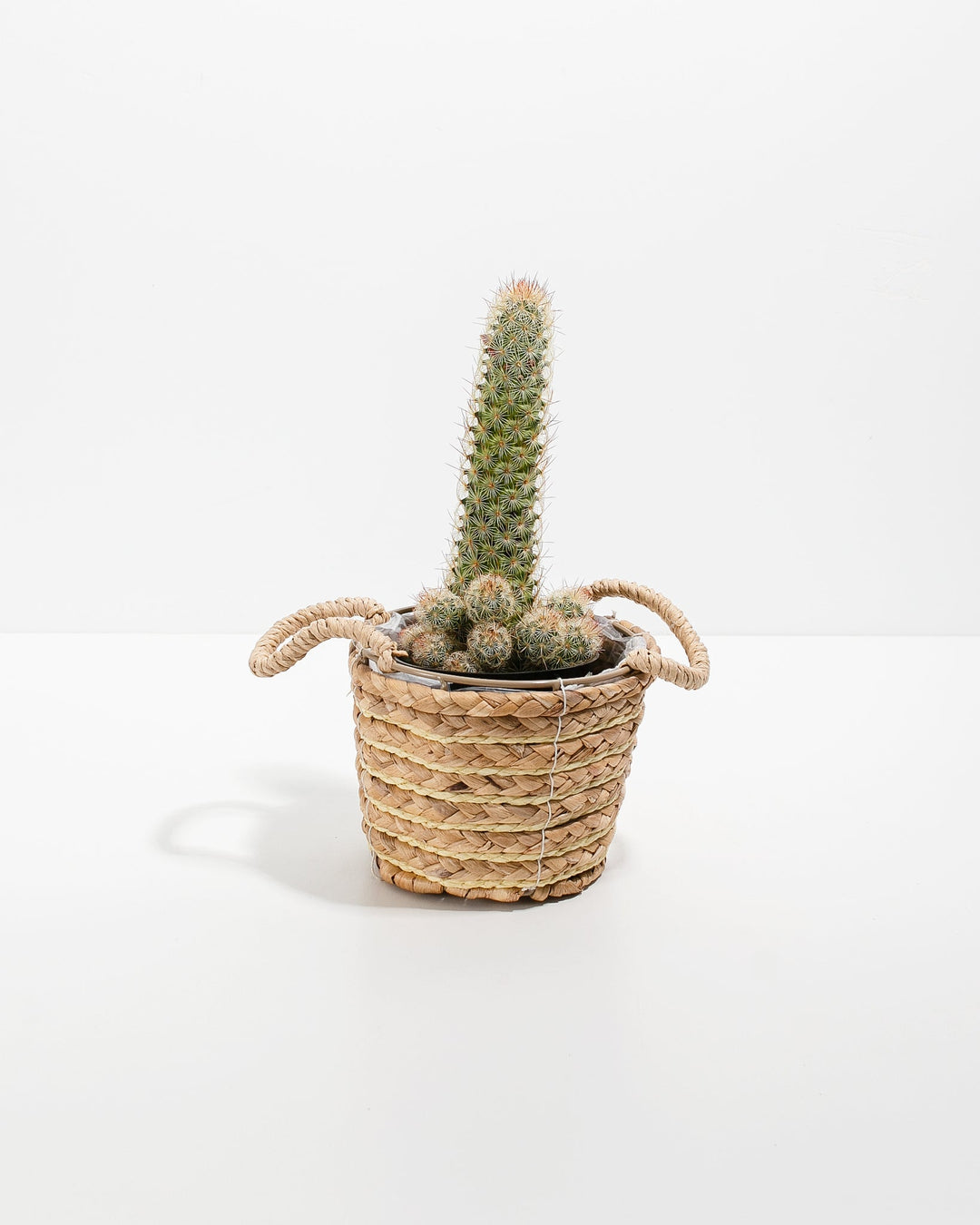 Lady Finger Cactus
