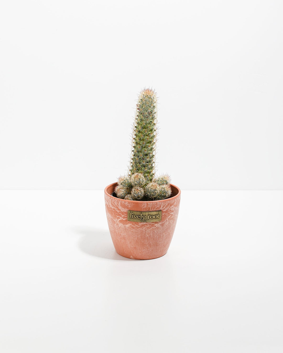 Lady Finger Cactus