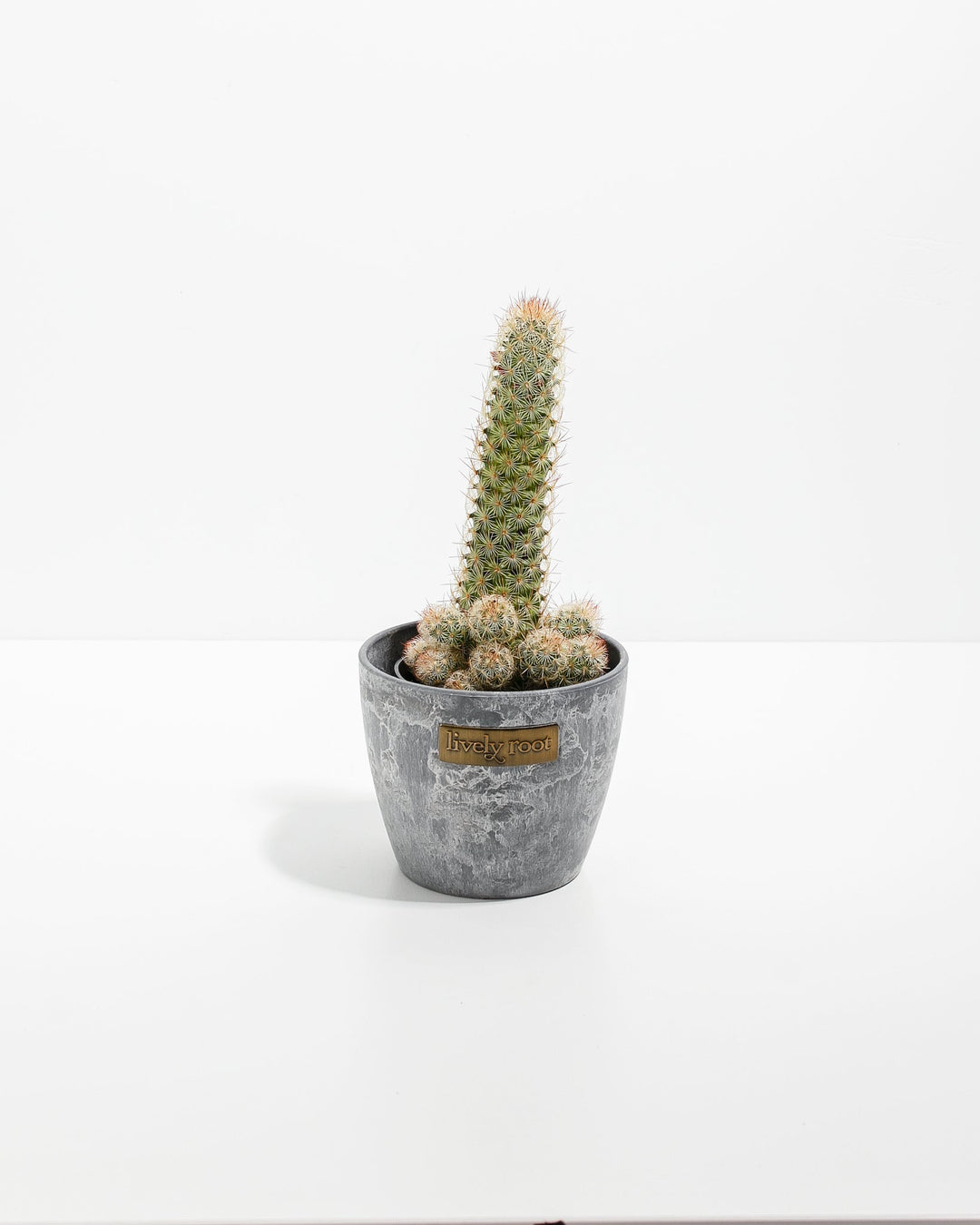 Lady Finger Cactus