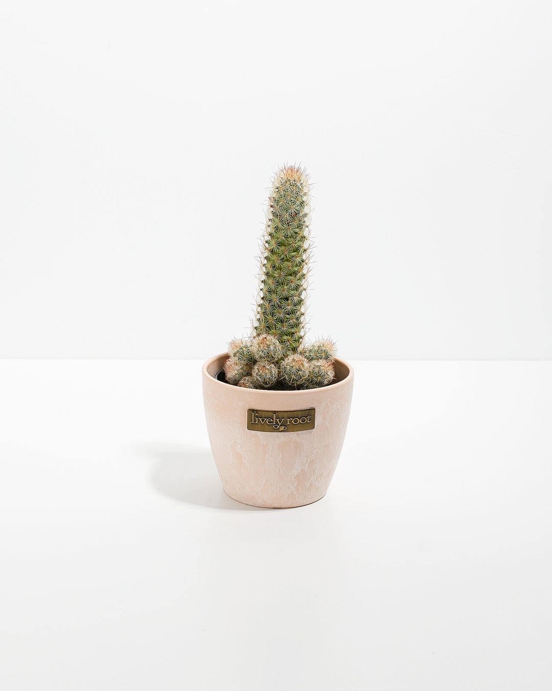 Lady Finger Cactus