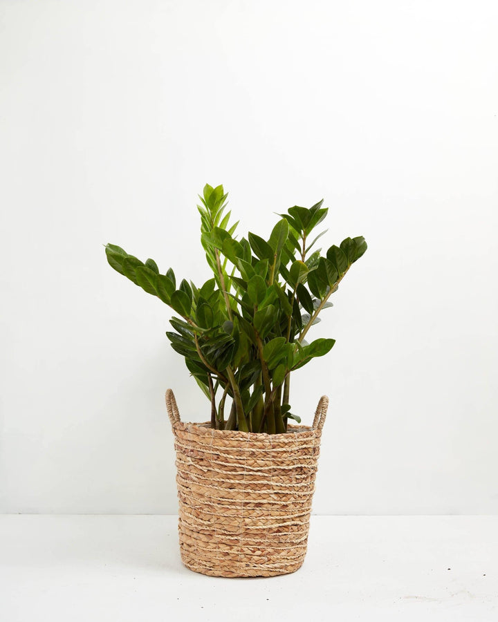 Lush green ZZ plant in a woven seagrass basket with handles against a white background.