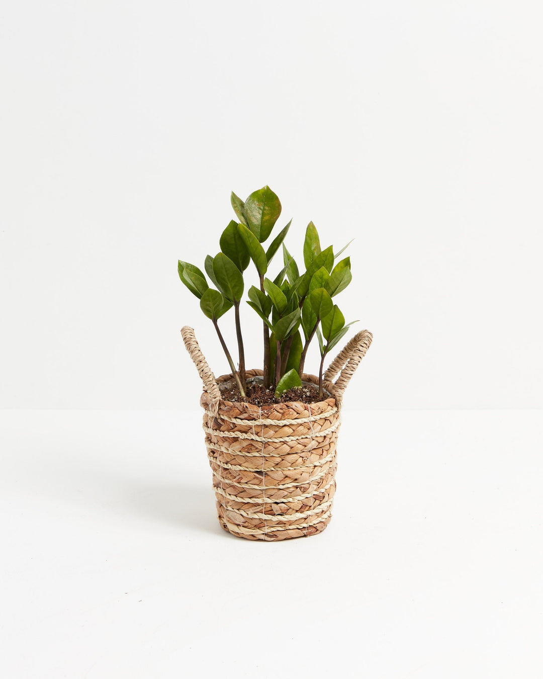 Vibrant green ZZ plant in a small woven seagrass basket with handles against a white background.
