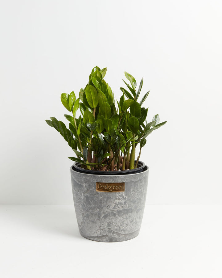 Lush green ZZ plant in a grey marbled Lively Root ceramic pot against a white background.