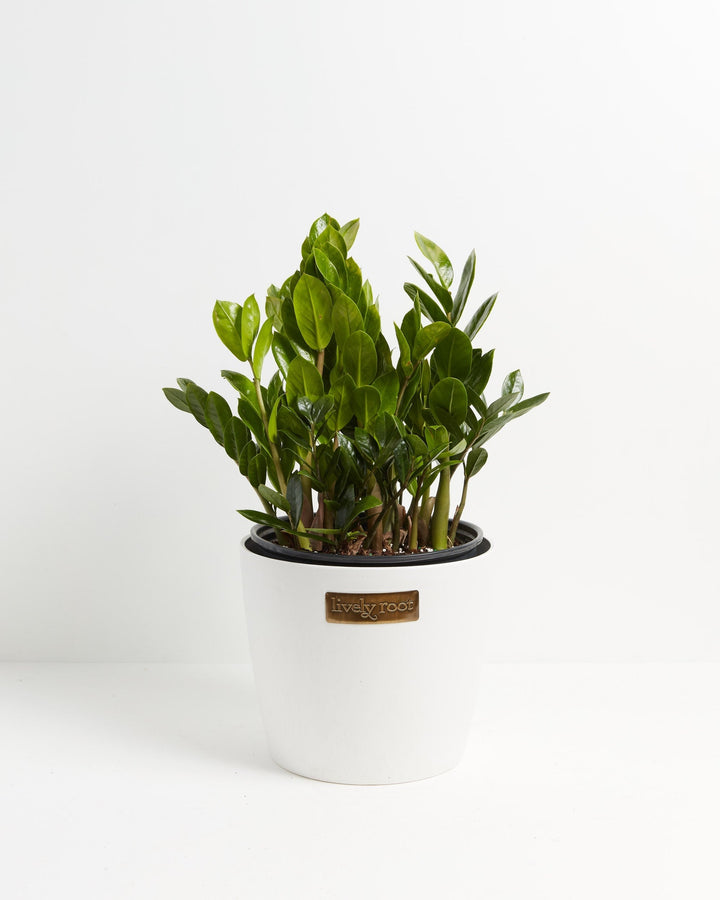 Vibrant green ZZ plant in a white Lively Root ceramic pot against a white background.