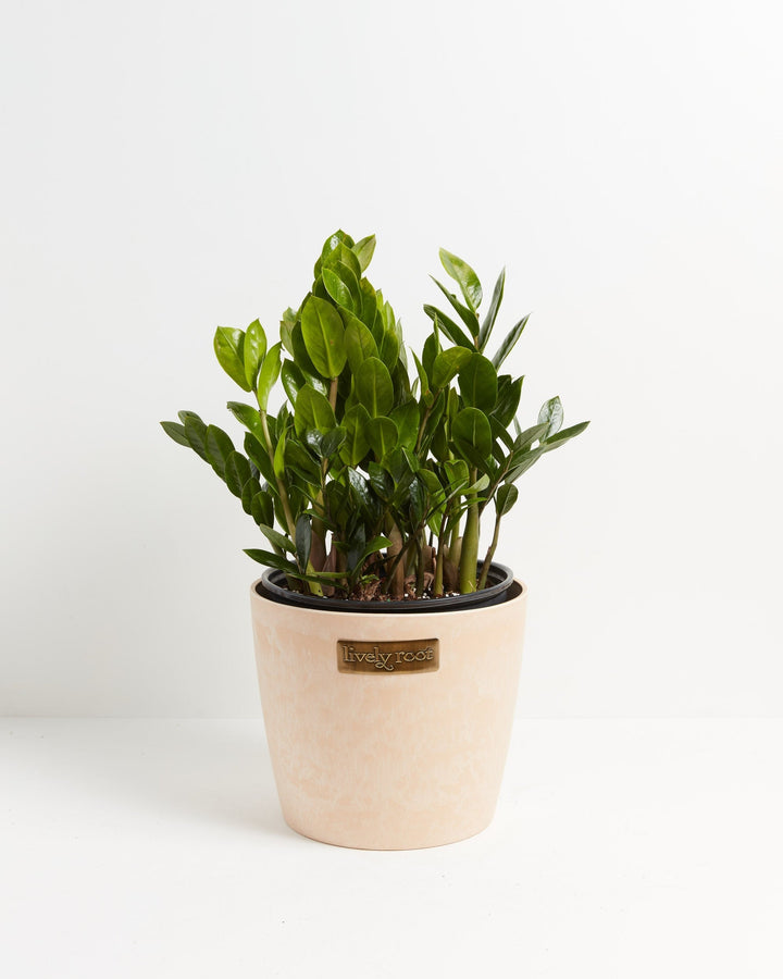 Lush green ZZ plant in a beige marbled Lively Root ceramic pot against a white background.